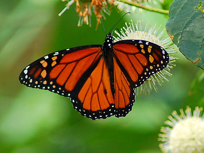 monarch butterflies pictures